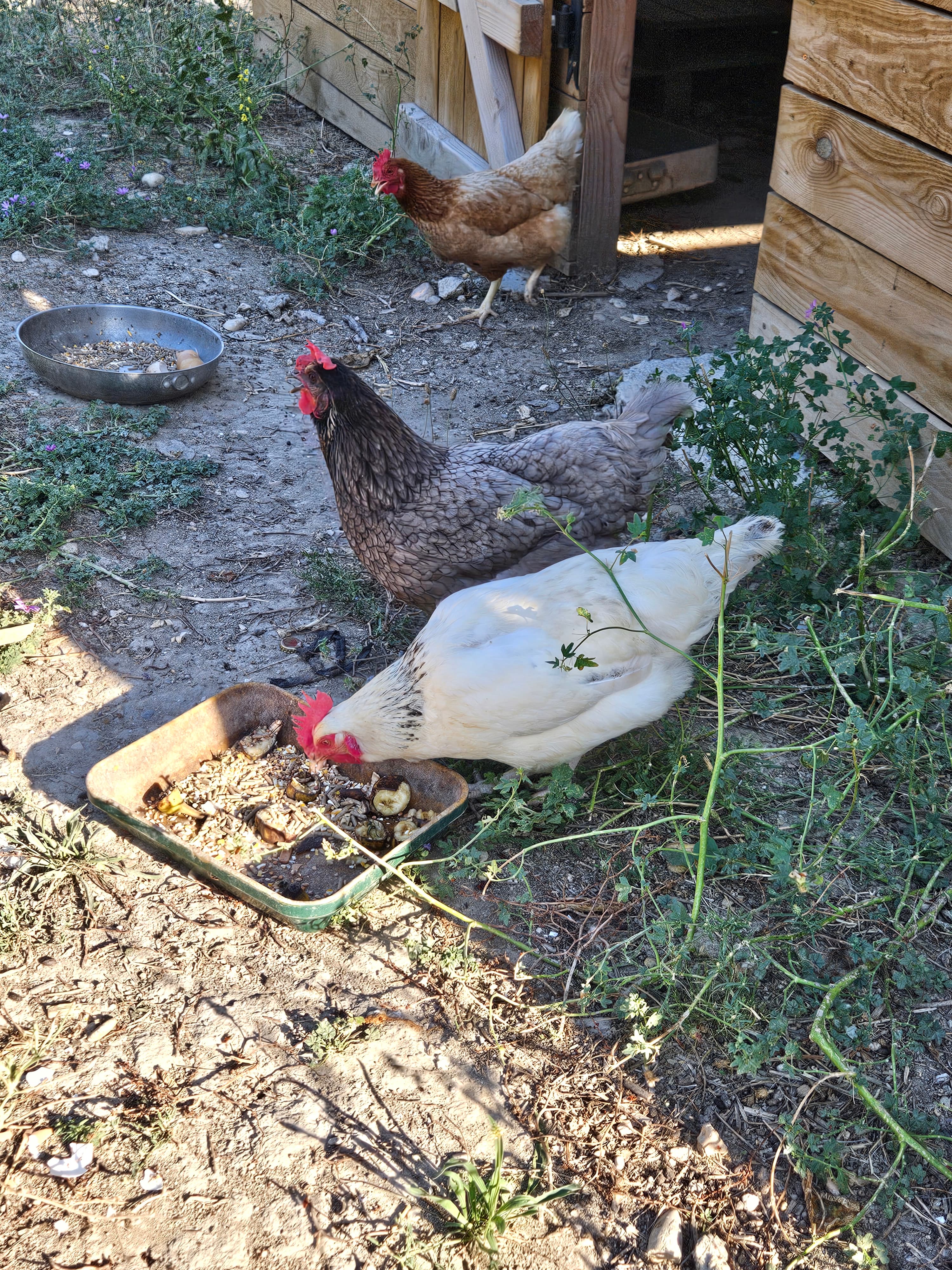 Poules