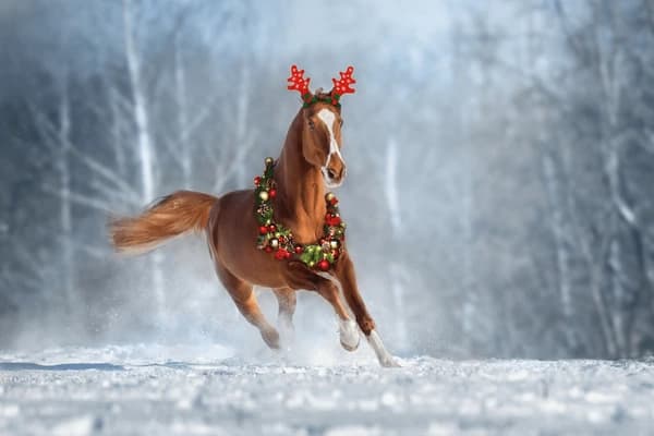 Stage 1/2 journée avec le Père Noël